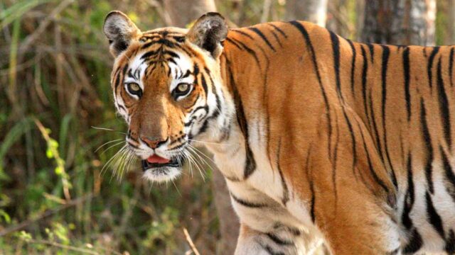 tiger_52_1.jpg