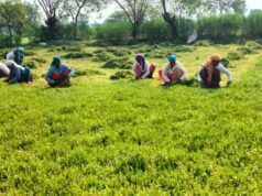 धान से ब्राम्ही तक : कम लागत में अधिक लाभ की ओर अग्रसर किसान….